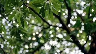 Rain Through Mirrors + Reflection Drone Symmetry | 8 Hours Self-Discovery Music