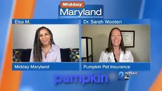 Pumpkin Pet Insurance - Pet Anxiety
