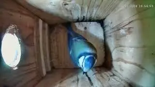 Blaumeisenkasten - Blue tit Nesting Box - 30.12.24 - 05.01.25