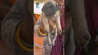 Tea cup😘Dog price in India#pug#cute#dogs#pets#viralvideo#shorts#trending#doglife#reels#petlover