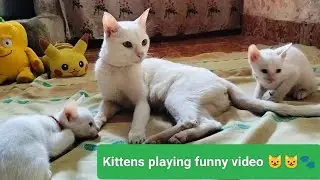 cat videos for cats to watch meow | kittens meowing | funny video #cat #cutest#kittens #funny