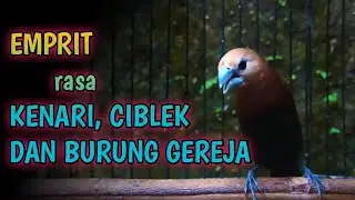 emprit birds исследует gacor, фаршированный канарейками и воробьями для мастеров - белоголовая муния