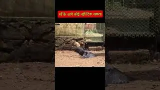 Brave Hen s Mother protect and save her baby Chicks from Crow Finally This Problem Solved