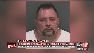 Busch Gardens flamingo euthanized after attack