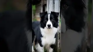 History of Border Collie The Smartest Dog Ever