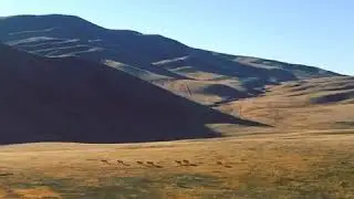 Herd of Wild Horse - Takhi