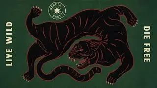 ✦ Live Wild, Die Free ✦ Nebula Breeze Jazzy Playlist #jazzfunk