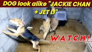 7month's old DOGie jumping like JACKIE CHAN + JET LI #dogtraining