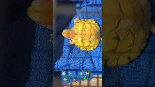 Baby Turtle Basking Tips 🐢 | Pets Vlog Hindi #petsshala #petsvlog #babyturtle #turtles #basking