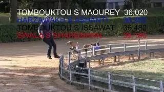 Lauf 3 Azawakh MIX