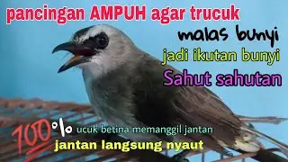 Trucukan betina memanggil jantan AMPUH jadikan trucuk bunyi Sahut sahutan