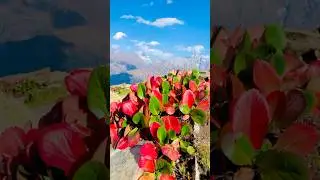 Beautiful view Desan meadows #egzonibrahimi #egzon #nature #travel #swatkalam #mountains  #vlog