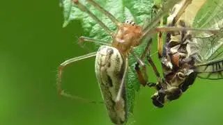 Teragnatha eats mayfly. Streckerspinne fri&szlig;t Eintagsfliege.