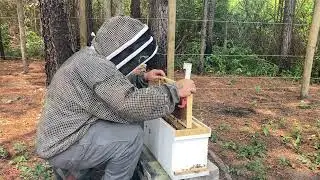 Inspecting 6 VSH Italian Queen Nucs.6-8-23 #VSH #honeybees #hygenicbees #apiary #pollination #varroa