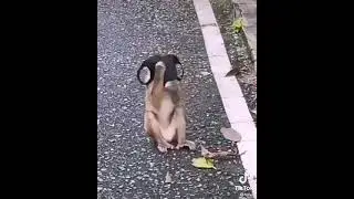 Monkey Wearing Mask After Police Siren Prank