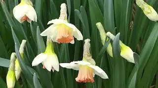 Narcissus &acute;Pink Charm&acute;
