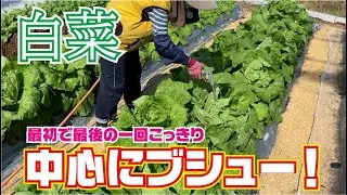 白菜の消毒をしました。【一回だけ】【ヨトウムシ】【防除】一緒に液肥もやりました。
