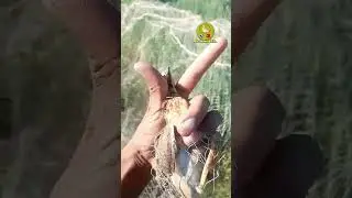 Batair ka shikar, Quail hunting ,bater ki awaaz,Madi batair ki awaz2025,#birds #shorts #shortsvideo