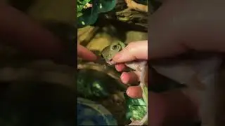 Белая древесная лягушка пытается меня съесть