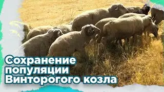 Винторогий козёл. Сохранение популяции