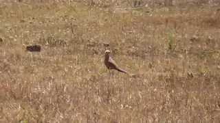 Australian Pratincole (Stiltia isabella)