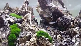 Aquarium 360 L with Ancient Stone