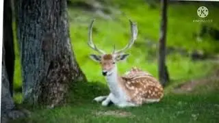 Animal dp