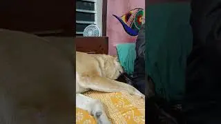 Queen the GSD famous and funny Security System