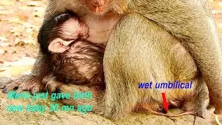 Million Congrats! Maria monkey gave birth a new baby successful recently 30 mn ago on 01/13/2020.