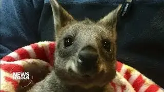 Orphaned wallaby finds new home with Victoria Police