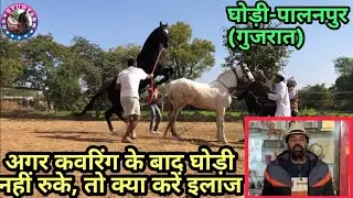 अगर कवरिंग के बाद घोड़ी नहीं रुके, तो क्या करे इलाज