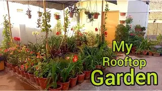 Rooftop garden in pakistan | roof  garden ideas for home | roof garden design ideas