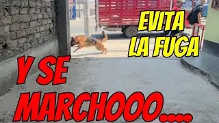 PASTOR ALEMAN SE ESCAPA DE LAS MANOS DE SU DUEÑO, APRENDE A TENER CONTROL CON TU PERRO