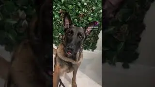 Service Dog Handlers