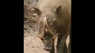 #Buru babirusa#wild#pig