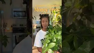 Is your Money Tree doing okay?  🪴💵 #moneytree #plantmom #plantlover