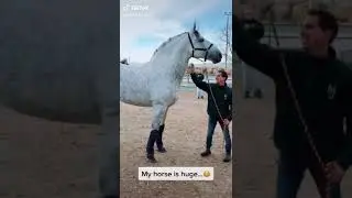 Matt Harnacke Stallion is ginormous- GIANT status