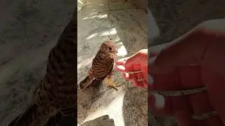 How to train your falcon!🥰 #bird #falconry #falcon #hawk #training