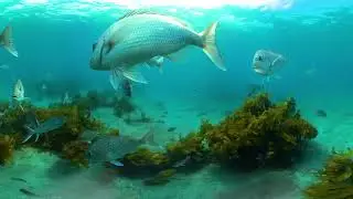 NZ-VR Hauraki Gulf