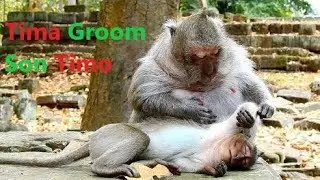 Best Time! Baby Timo Request Mom Tima Groom For Sleeping, Tima Love Cut Son Very Much, Review Video