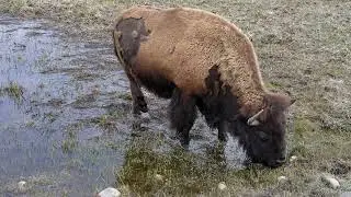 Bison buffalo grazing in shallow pond in wyoming SBV 347796119 4K