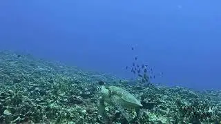4K Deep Sea Turtles one minutes Relaxing Underwater- Short Relaxing Moment