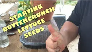 Starting ButterCrunch Lettuce Seeds.