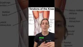 Understanding Knee Pain: Quad vs. Patellar Tendonitis Explained