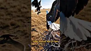 Eagle Returns Just in Time | Snake Attack on Nest #fearlesswildlife #eagle #wildlife