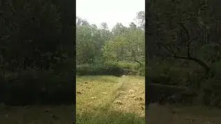 Beauty of Jharkhand. Agriculture deep inside the forest.#jharkhand #forest # jharkhand tourism