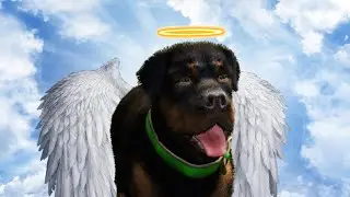 GTA 5 but it's just Chop being a good boy
