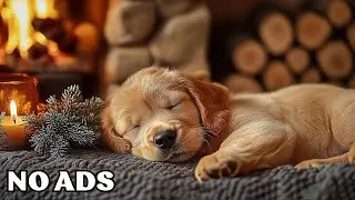 🐶12 Hours Of Dog Calming Music ❄️Warm Winter Calm 🎵Comforting Anxiety Relief Music