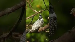 Crested Kingfisher, Sattal, 2024