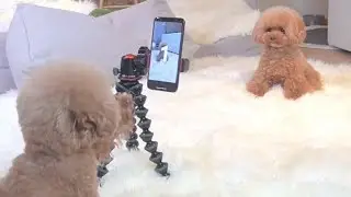 day happy dog🐍 funny show | Cocano vines